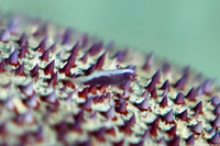 Zenopontonia soror (Sea Star Shrimp)