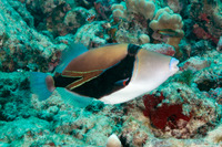 Rhinecanthus rectangulus (Wedgetail Triggerfish)
