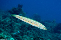 Cheilio inermis (Cigar Wrasse)