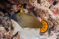 Pervagor spilosoma (Hawaiian Fantail Filefish)