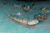 Synodus dermatogenys (Clearfin Lizardfish)