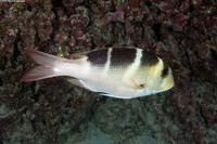 Monotaxis grandoculis (Humpnose Bigeye Bream)