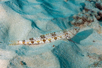 Synodus dermatogenys (Clearfin Lizardfish)