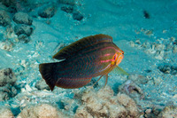 Coris venusta (Elegant Coris)