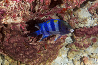 Abudefduf vaigiensis (Indo-Pacific Sergeant)