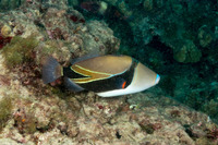 Rhinecanthus rectangulus (Wedgetail Triggerfish)