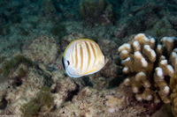Chaetodon multicinctus (Multiband Butterflyfish)