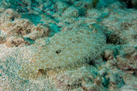 Bothus pantherinus (Panther Flounder)