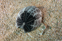 Brissus latecarinatus (Keeled Heart Urchin)