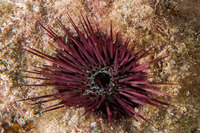 Echinostrephus aciculatus (Needle-Spined Urchin)