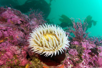 Urticina piscivora (Fish-Eating Urticina)