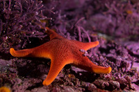 Mediaster aequalis (Red Sea Star)