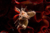 Scyra acutifrons (Sharpnose Crab)