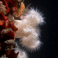 Metridium senile (Plumose Anemone)