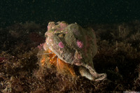 Paguristes ulreyi (Furry Hermit Crab)