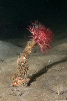 Sabellidae sp.6 (Banded Feather Duster Worm)