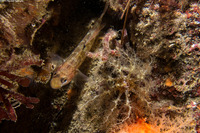 Cucumaria piperata (Peppered Sea Cucumber)