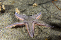 Astropecten armatus (Spiny Sand Star)
