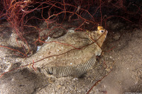 Pleuronichthys coenosus (C-O Sole)