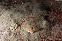 Pleuronichthys coenosus (C-O Sole)