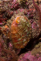 Haliotis walallensis (Flat Abalone)