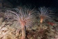 Pachycerianthus fimbriatus (Tube-Dwelling Anemone)