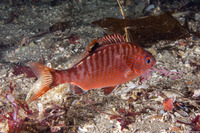 Hypsurus caryi (Rainbow Seaperch)