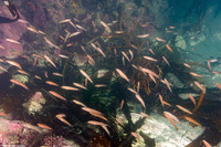 Oxyjulis californica (Señorita)