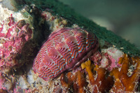 Tonicella lokii (Flame Lined Chiton)