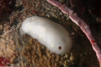 Cadlina flavomaculata (Yellow-Spot Cadlina)
