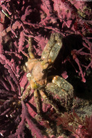 Scyra acutifrons (Sharpnose Crab)