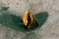 Tegula pulligo (Brown Turban Snail)