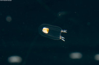 Euphysa japonica (Euphysa Japonica)