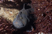Cebidichthys violaceus (Monkeyface Prickleback)