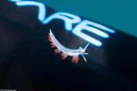 Coryphella trilineata (Three-Lined Aeolid)