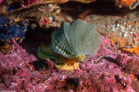 Kelletia kelletii (Kellet's Whelk)