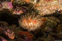 Halocynthia igaboja (Bristly Tunicate)