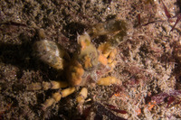 Scyra acutifrons (Sharpnose Crab)