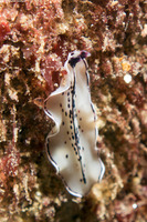 Pseudoceros montereyensis (Monterey Flatworm)