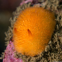 Acanthodoris lutea (Yellow Horned Dorid)