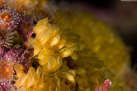 Ceratostoma foliatum (Leafy Hornmouth)