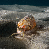 Nassarius fossatus (Giant Western Nassa)