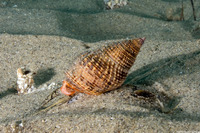 Nassarius fossatus (Giant Western Nassa)