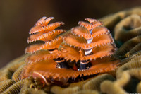 Spirobranchus giganteus (Christmas Tree Worm)