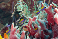 Chromis insolata (Sunshinefish)