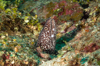 Gymnothorax moringa (Spotted Moray)