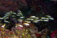 Mulloidichthys martinicus (Yellow Goatfish)