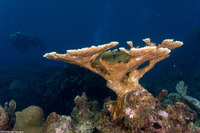Acropora palmata (Elkhorn Coral)
