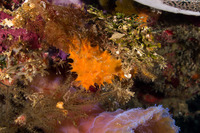 Scopalina ruetzleri (Orange Lumpy Encrusting Sponge)