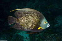 Pomacanthus paru (French Angelfish)